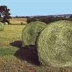 Semences Dactyle Epiaison Tardive meilleure productivité et meilleur prix