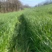 Semences Ray Grass Italien meilleur rendement meilleur prix