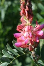 Semences Sainfoin Cosse meilleur rendement meilleur prix