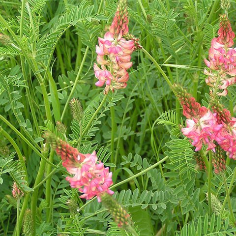 Semences Sainfoin Décortiqué meilleur rendement meilleur prix