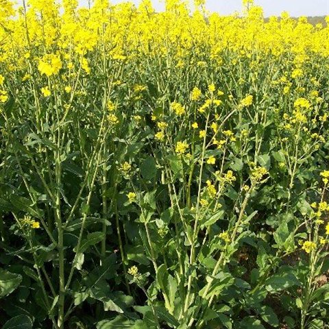 Moutarde Blanche Implantation facile et abondante