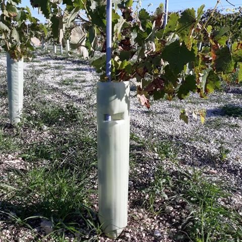 Manchon protecteur maximal pour la Vigne au meilleur prix