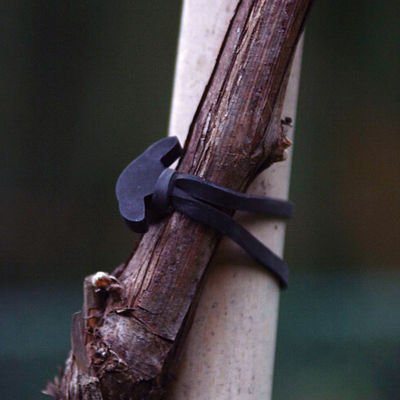 Elastique pour palissage de la vigne au meilleur prix