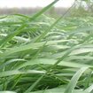 Semences Ray Grass Hybride meilleur rendement meilleur prix
