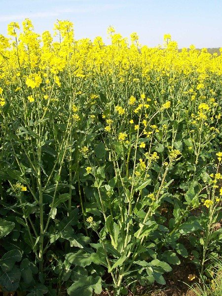 850 grammes de Graines de Moutarde Blanche de Qualité Agricole